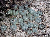 Lophophora williamsii caespitosa El Huizache, SLP Mexico ©JL.jpg